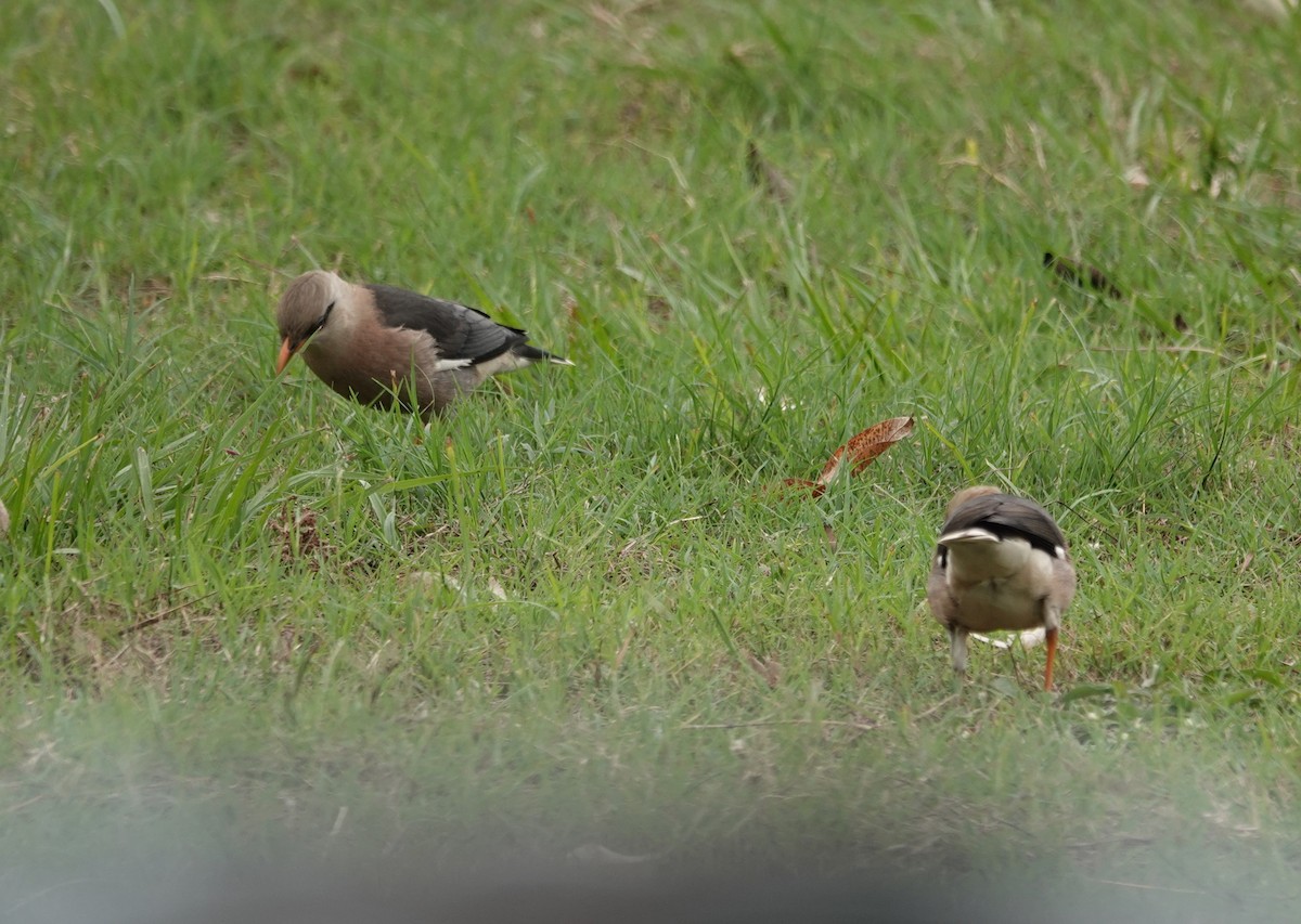 Vinous-breasted Myna - ML647608339