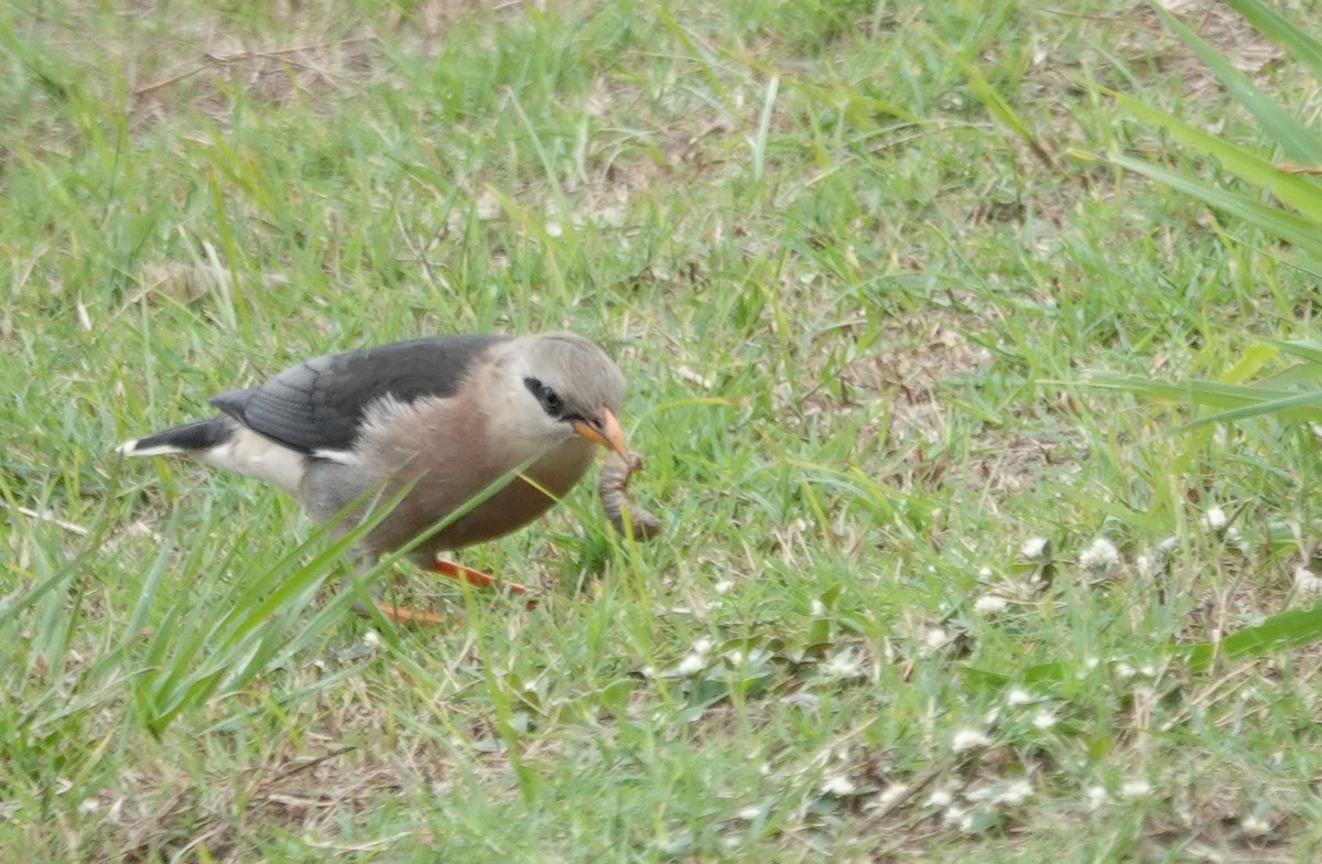 Vinous-breasted Myna - ML647608340