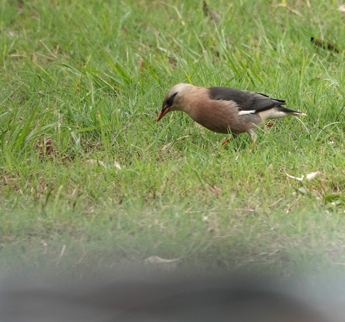Vinous-breasted Myna - ML647608341