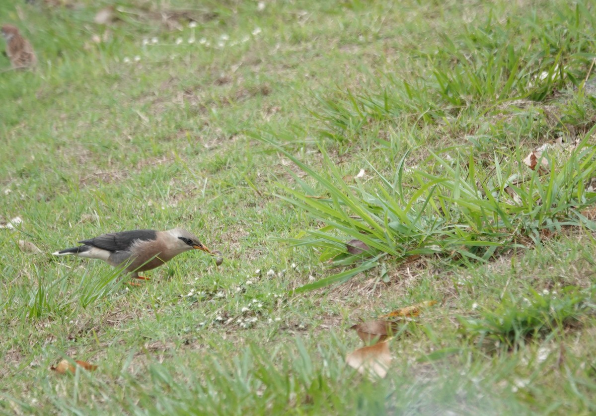 Vinous-breasted Myna - ML647608342