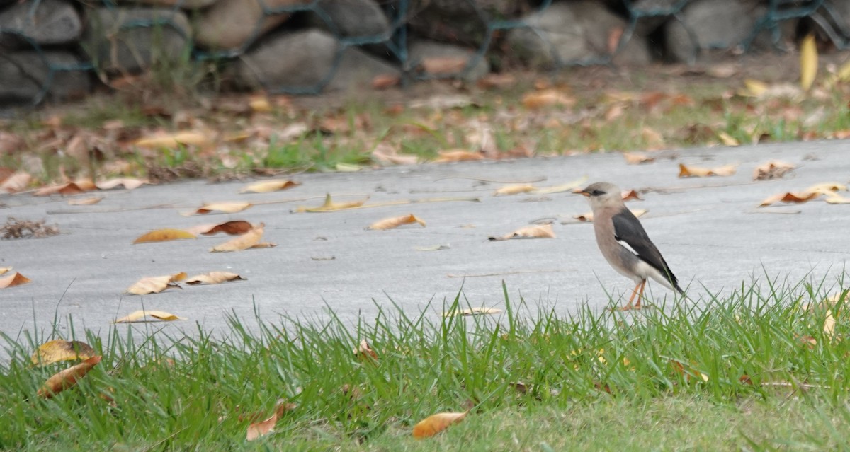 Vinous-breasted Myna - ML647608343