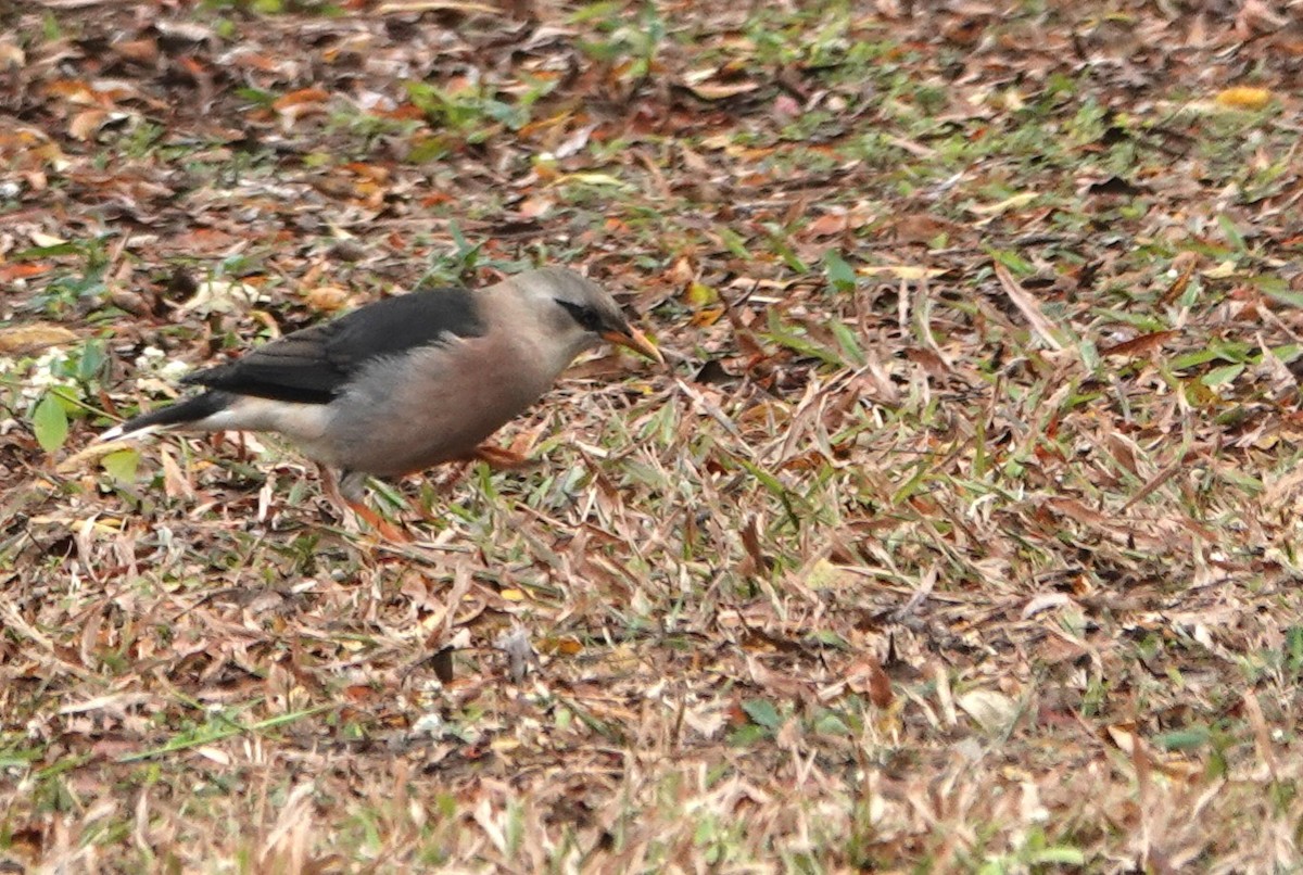 Vinous-breasted Myna - ML647608344
