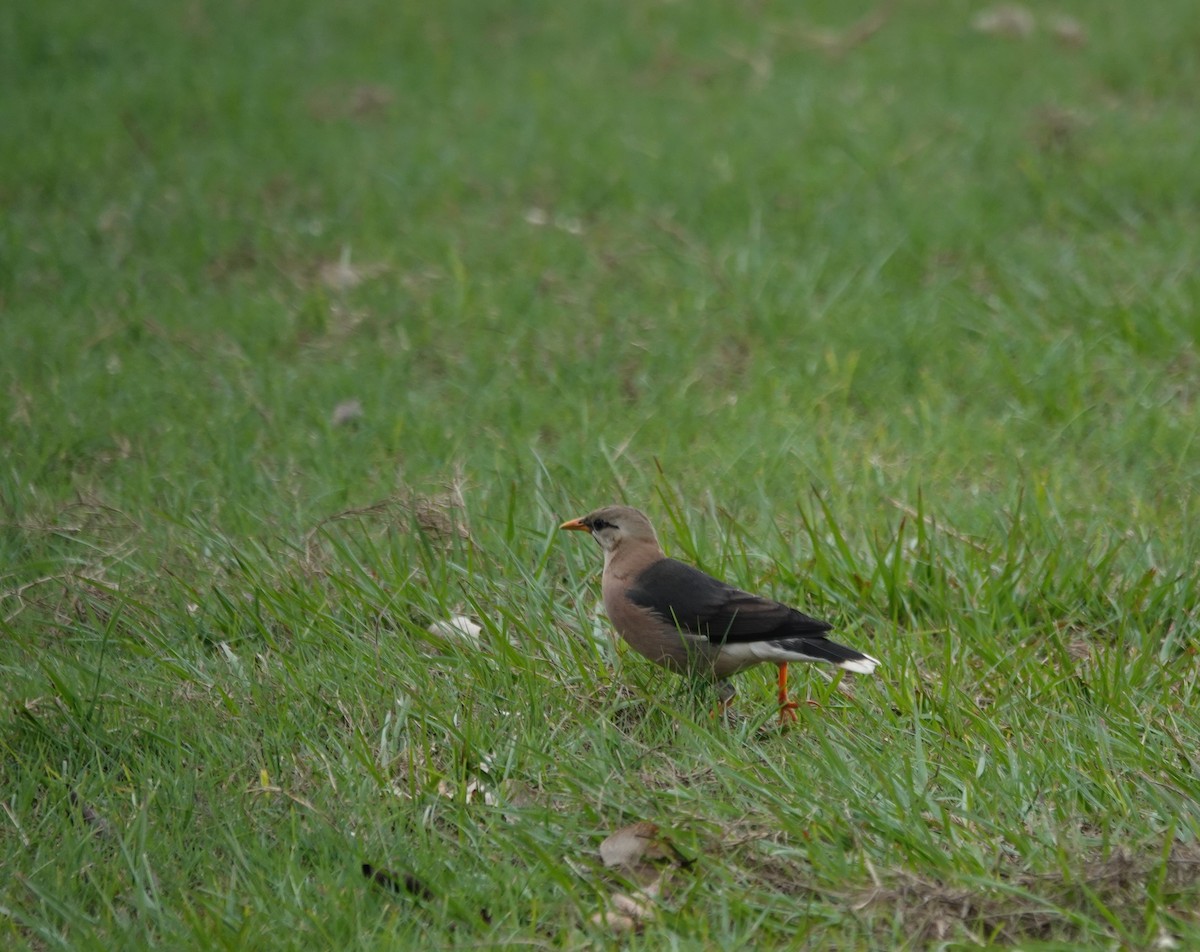 Vinous-breasted Myna - ML647608345