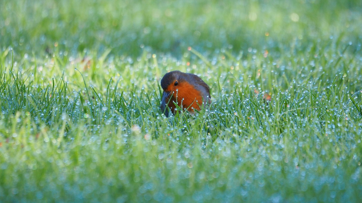 European Robin - ML647608346