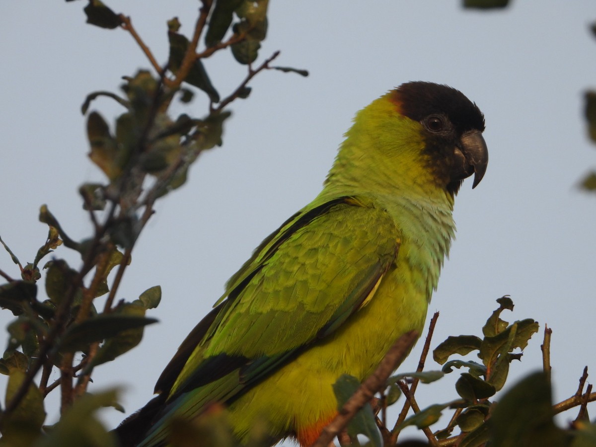 Nanday Parakeet - ML647608347