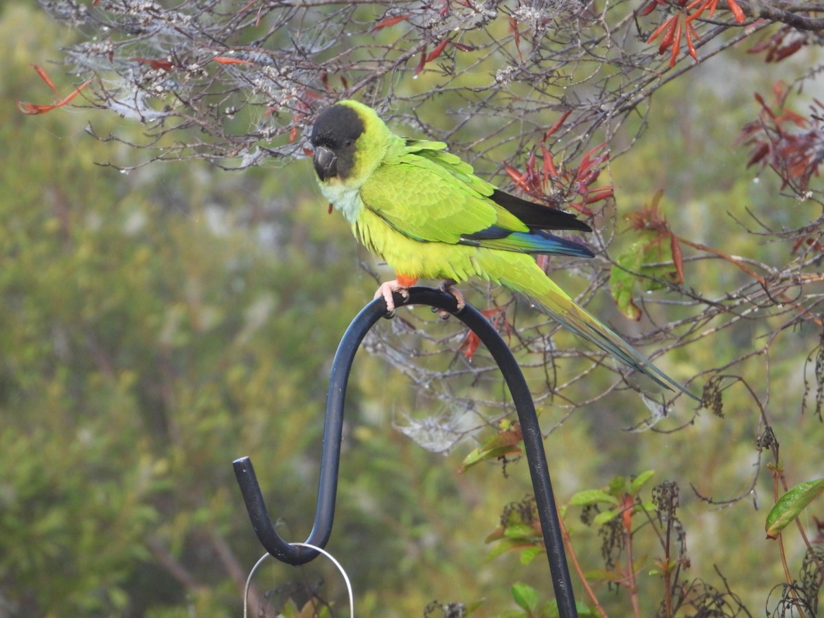 Nanday Parakeet - ML647608348