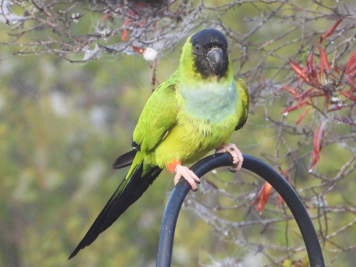 Nanday Parakeet - ML647608349