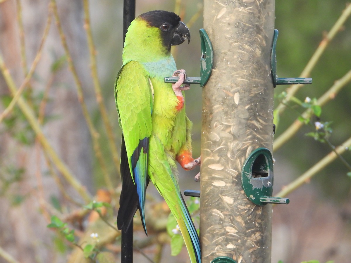 Nanday Parakeet - ML647608350