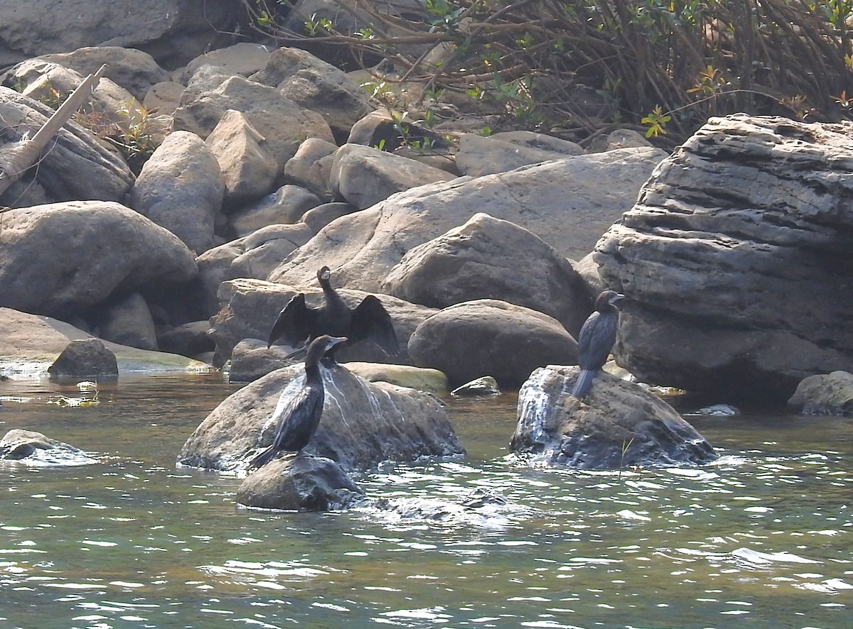Little Cormorant - ML647608351