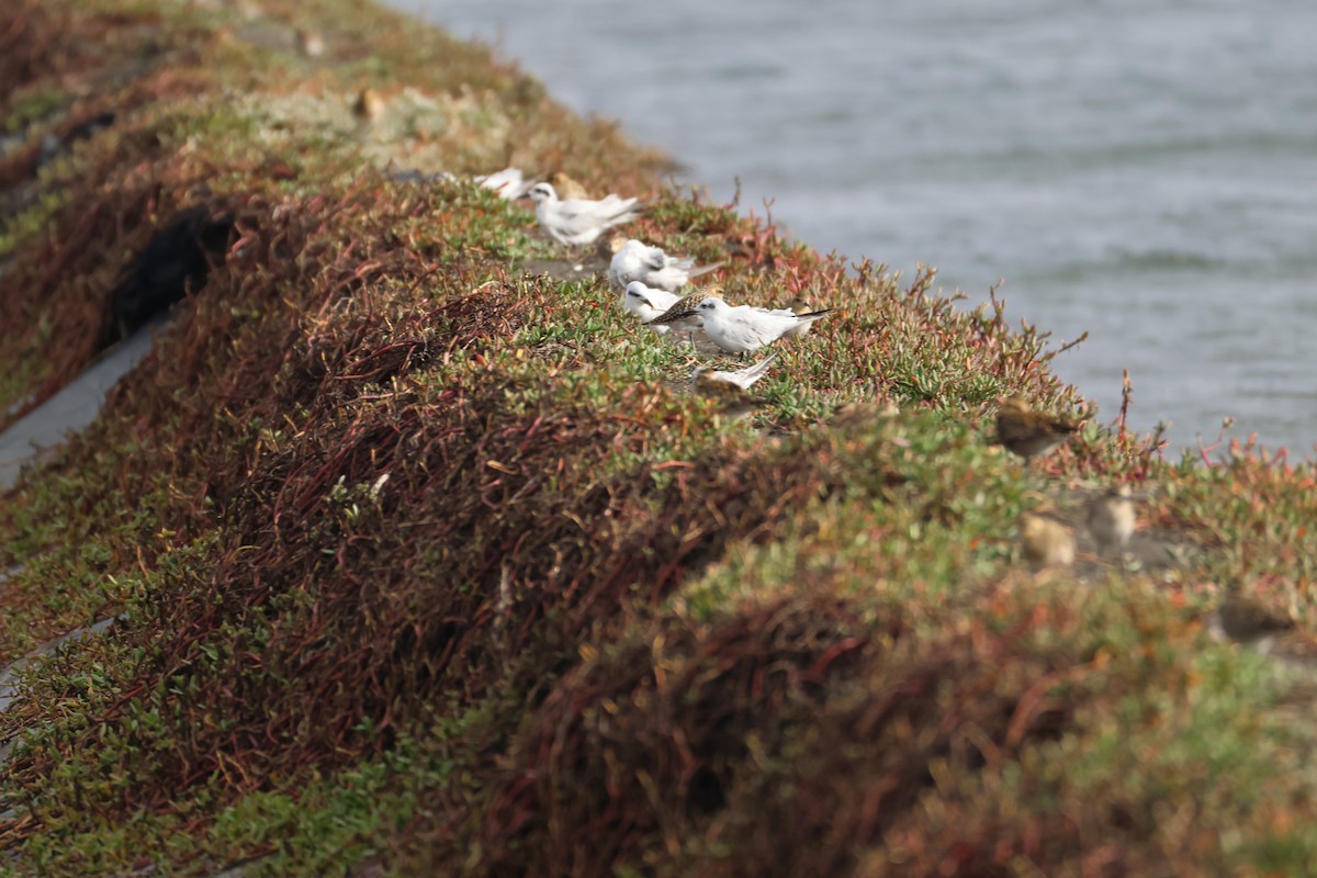 Gull-billed Tern - ML647608356