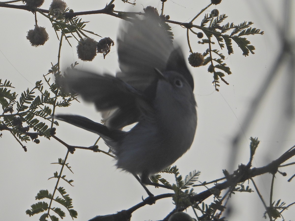 Blue-gray Gnatcatcher - ML647608362