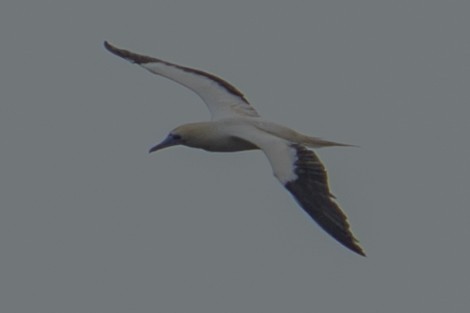 Red-footed Booby - ML647608367
