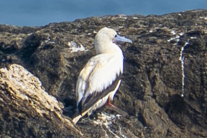 Red-footed Booby - ML647608374