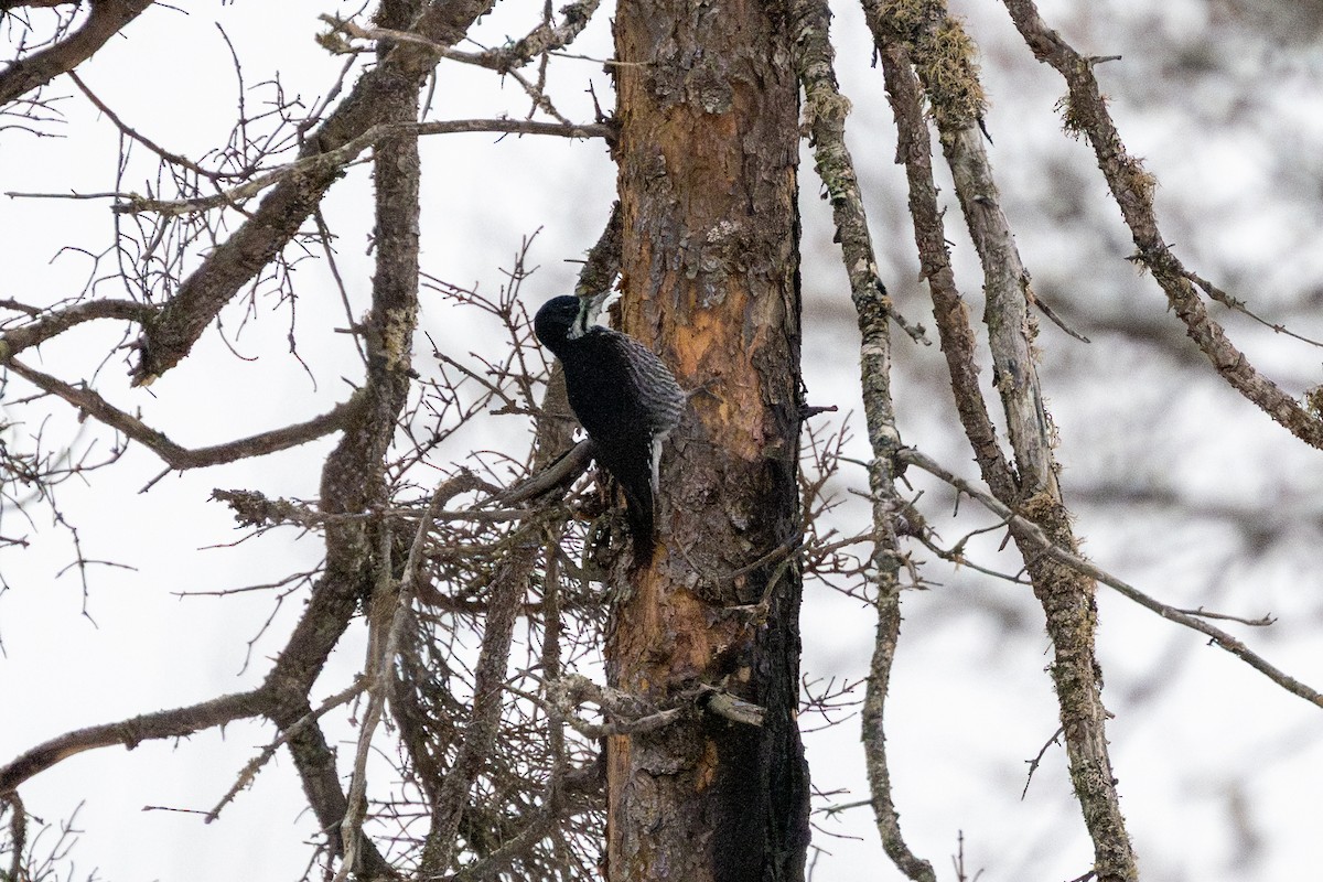 svartryggspett - ML647608380