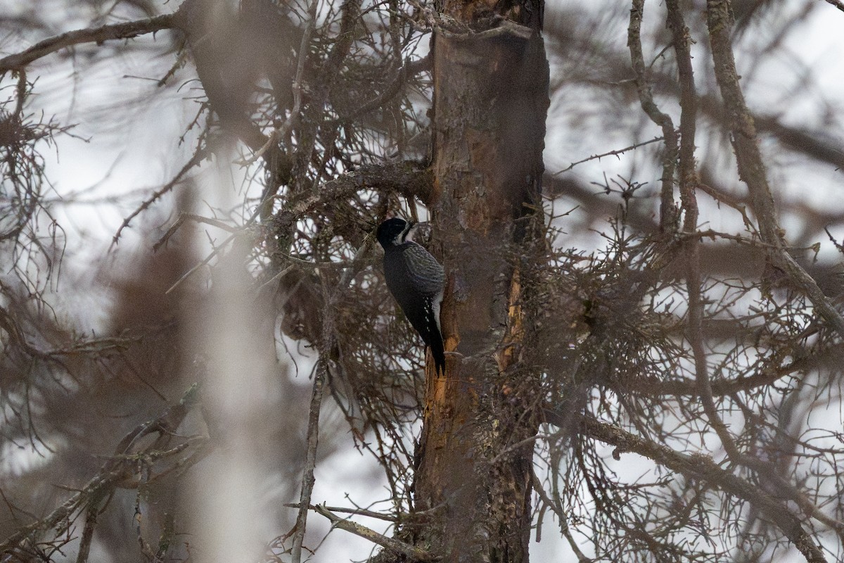 svartryggspett - ML647608381