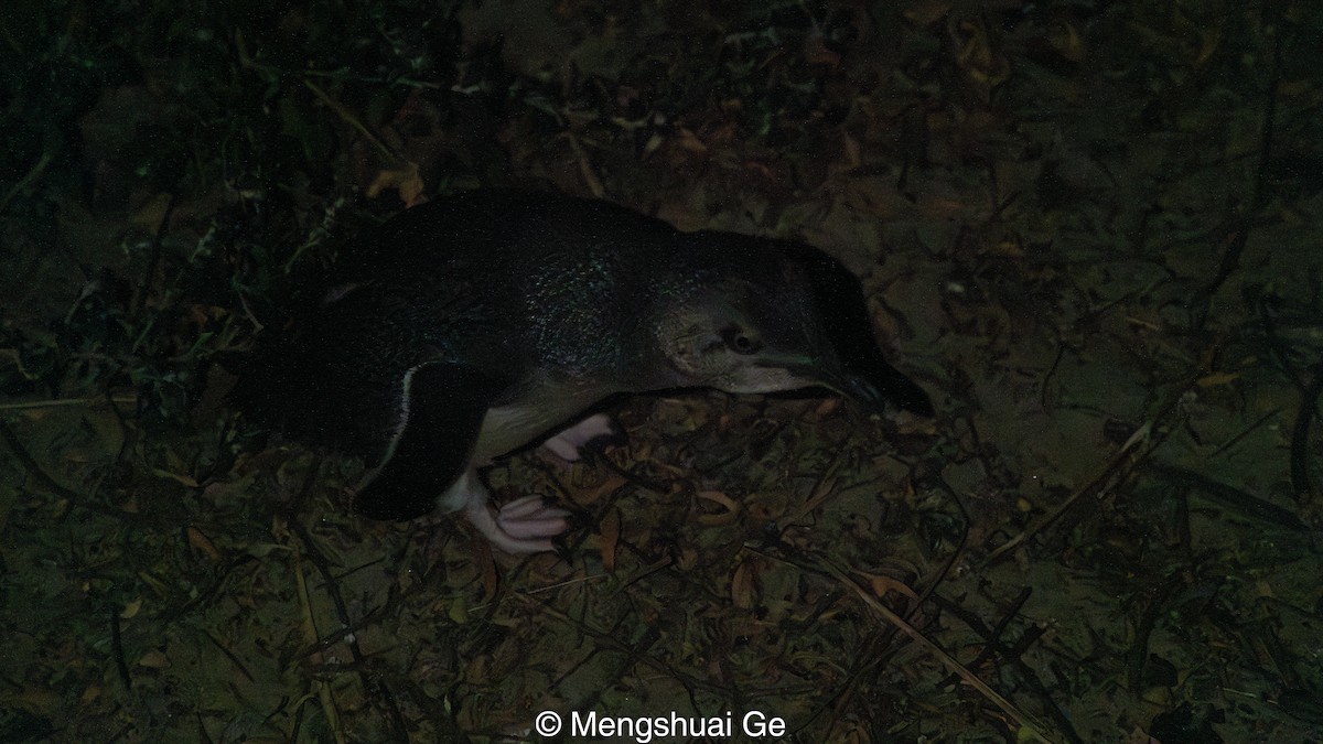 Little Penguin - ML647608391