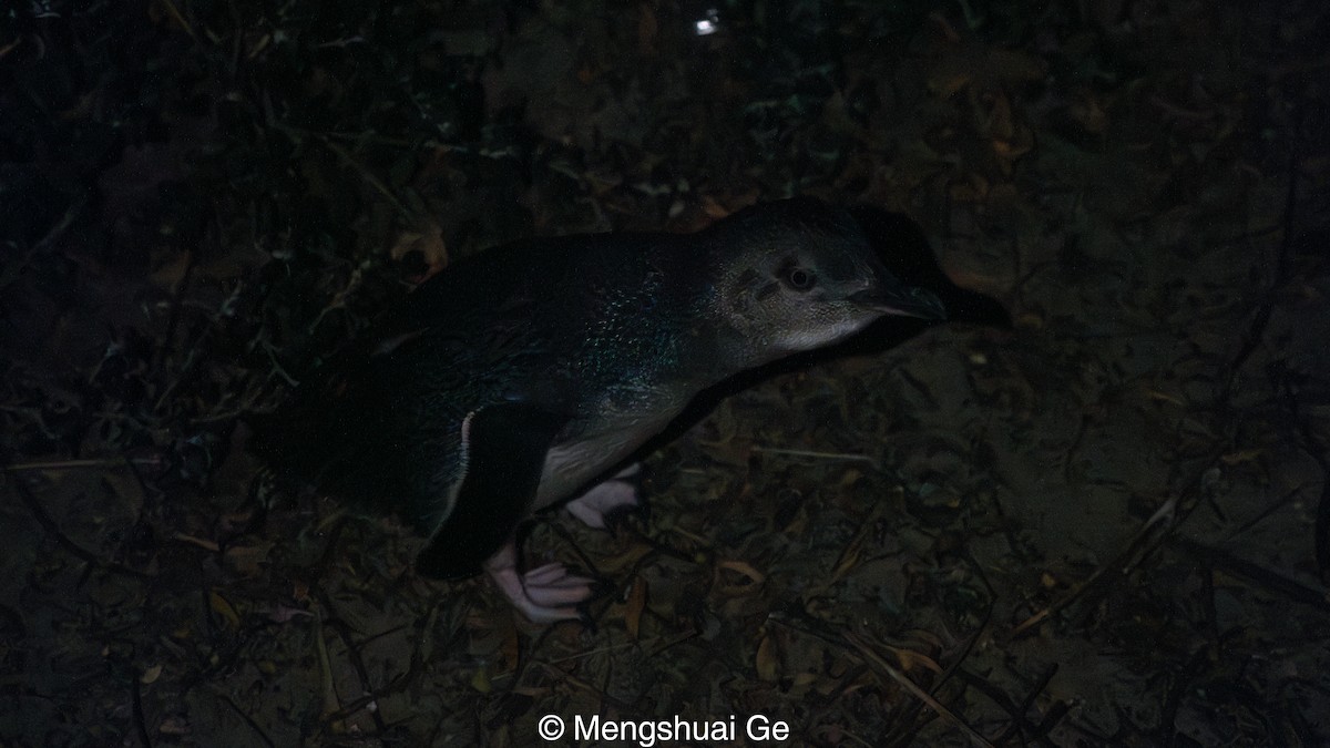 Little Penguin - ML647608392