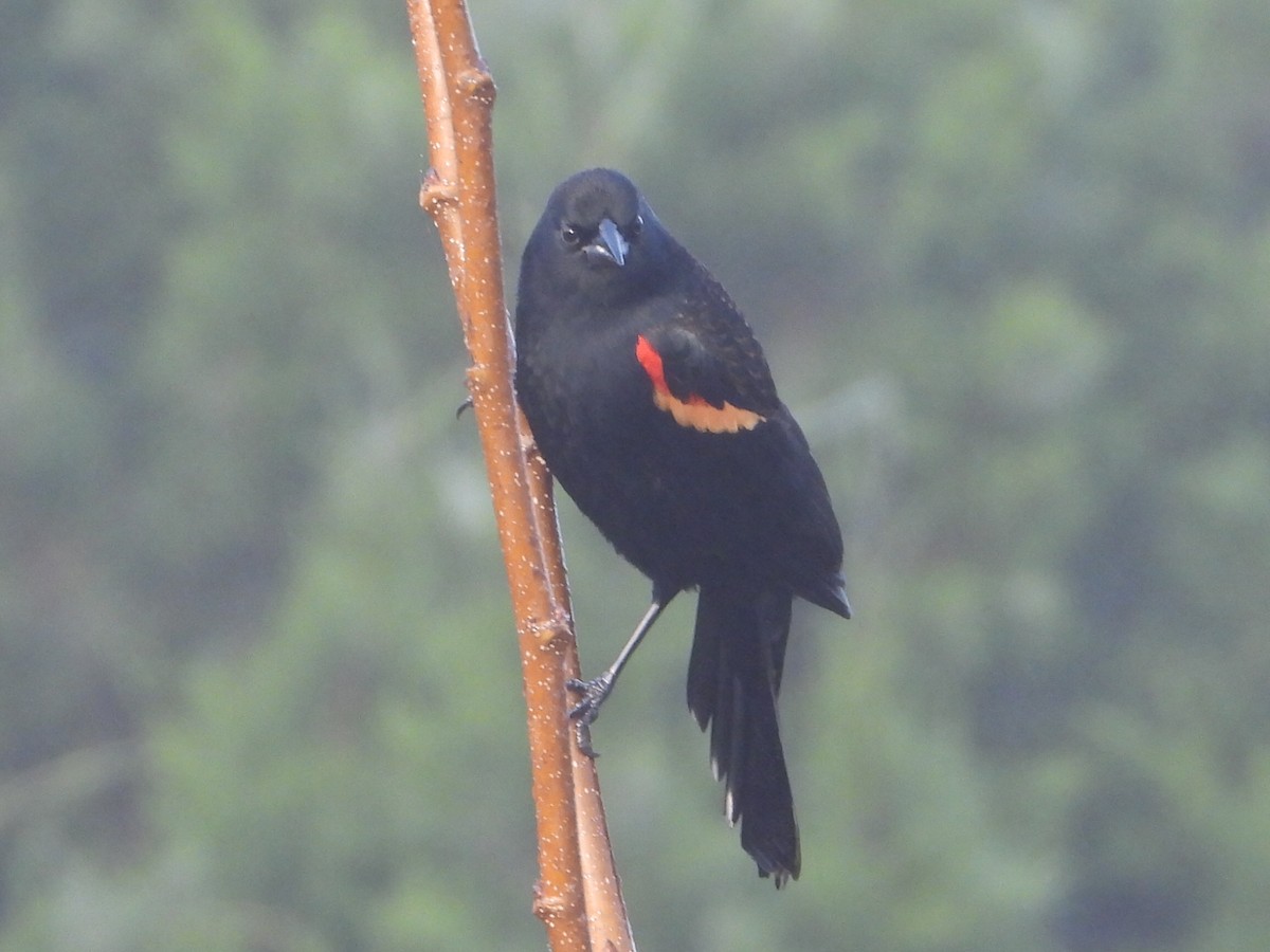 Red-winged Blackbird - ML647608395