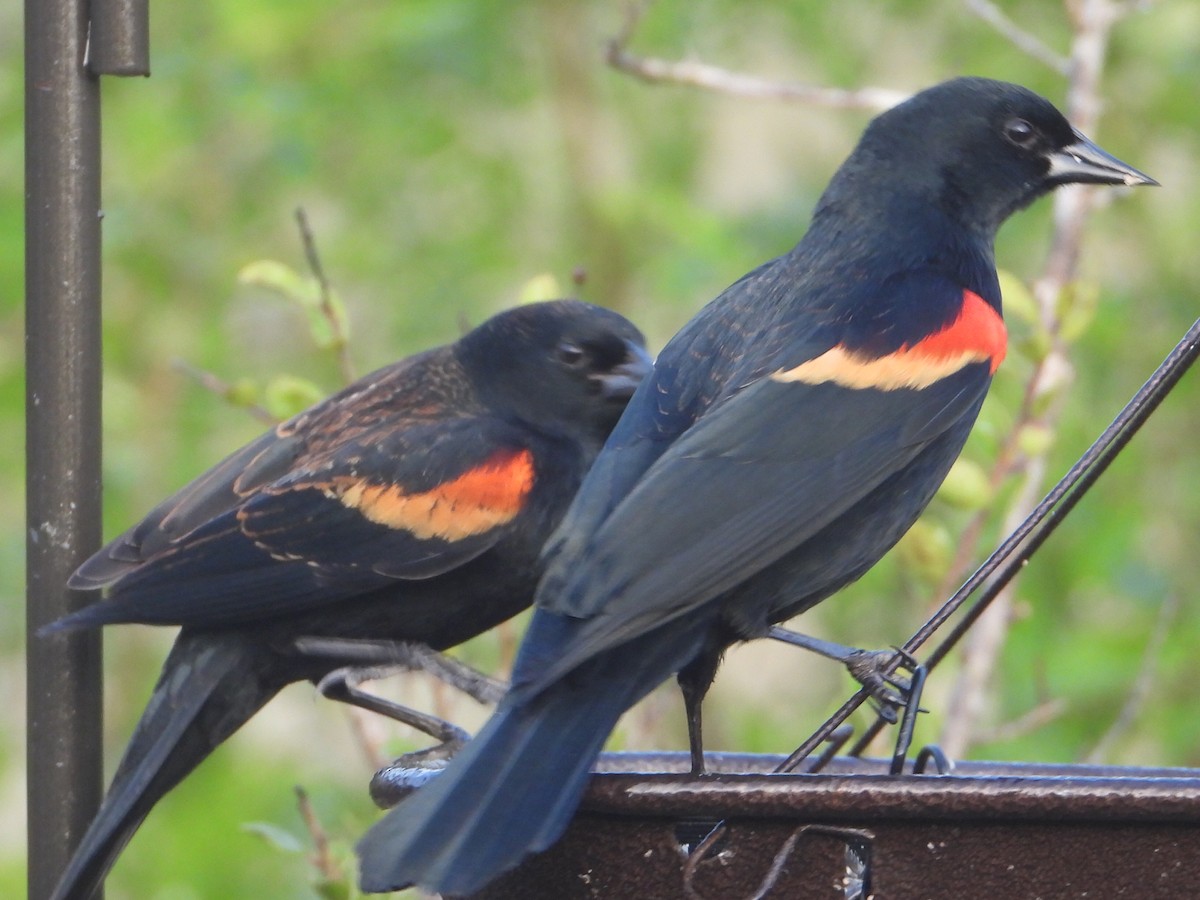 Red-winged Blackbird - ML647608396