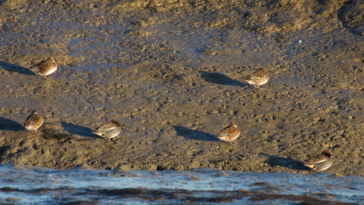Green-winged Teal - ML647608437