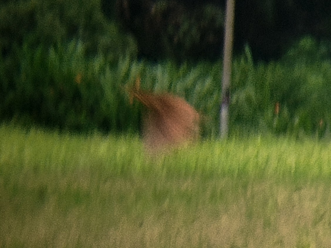 Cinnamon Bittern - ML647608439