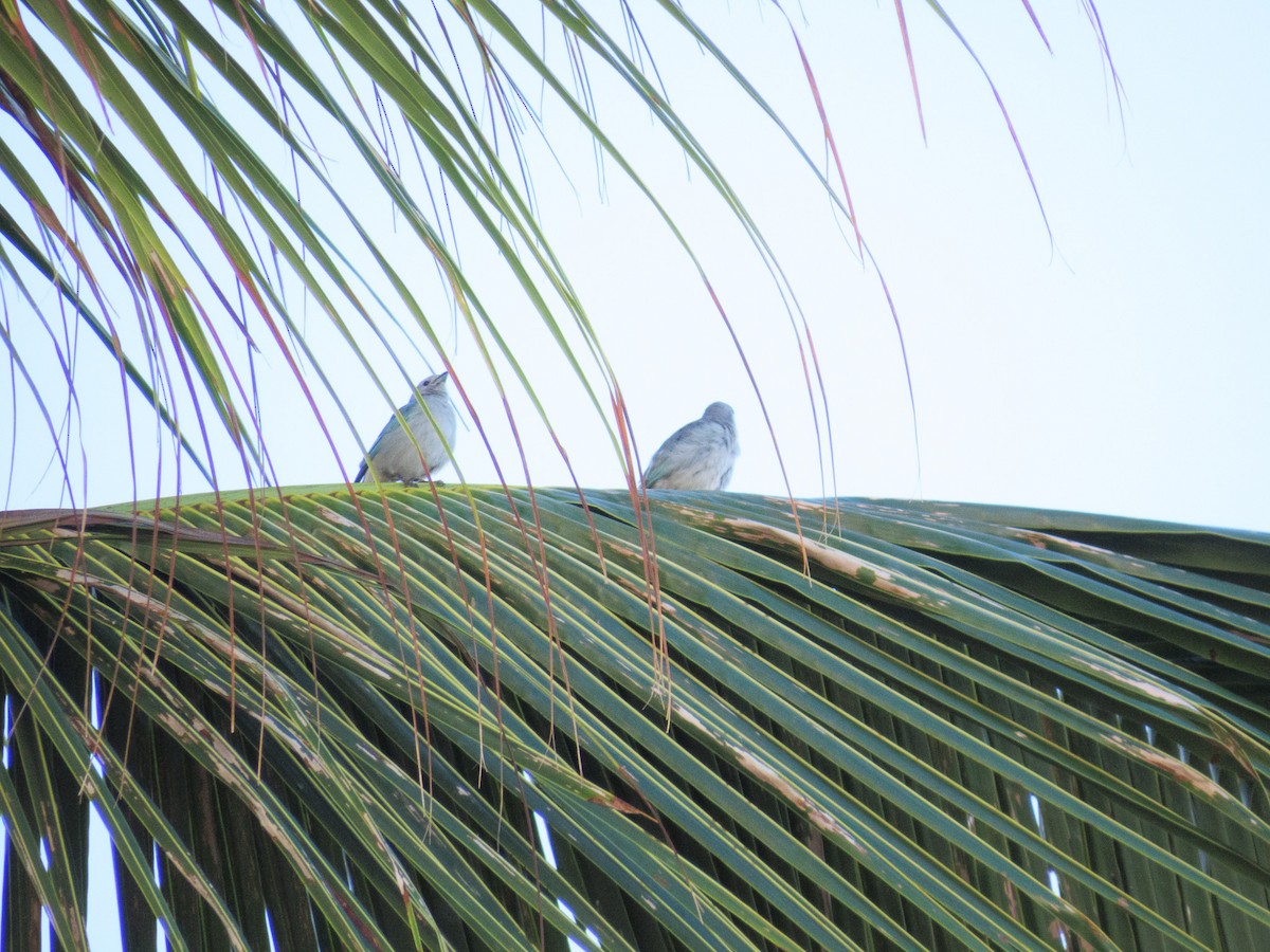 Sayaca Tanager - ML647608443