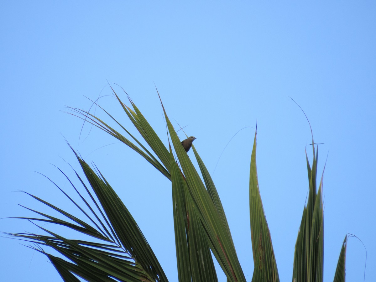 Palm Tanager - ML647608445