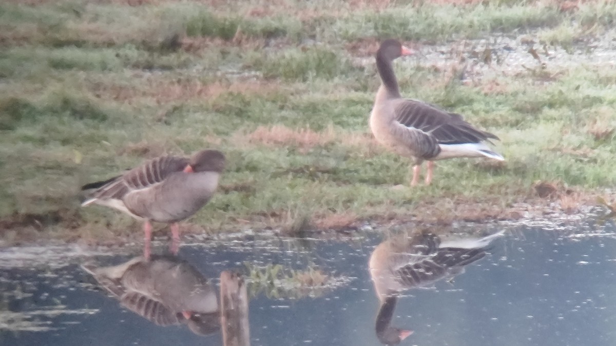 Graylag Goose - ML647608446