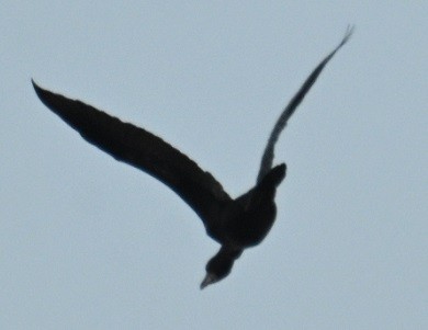 Little Cormorant - ML647608447