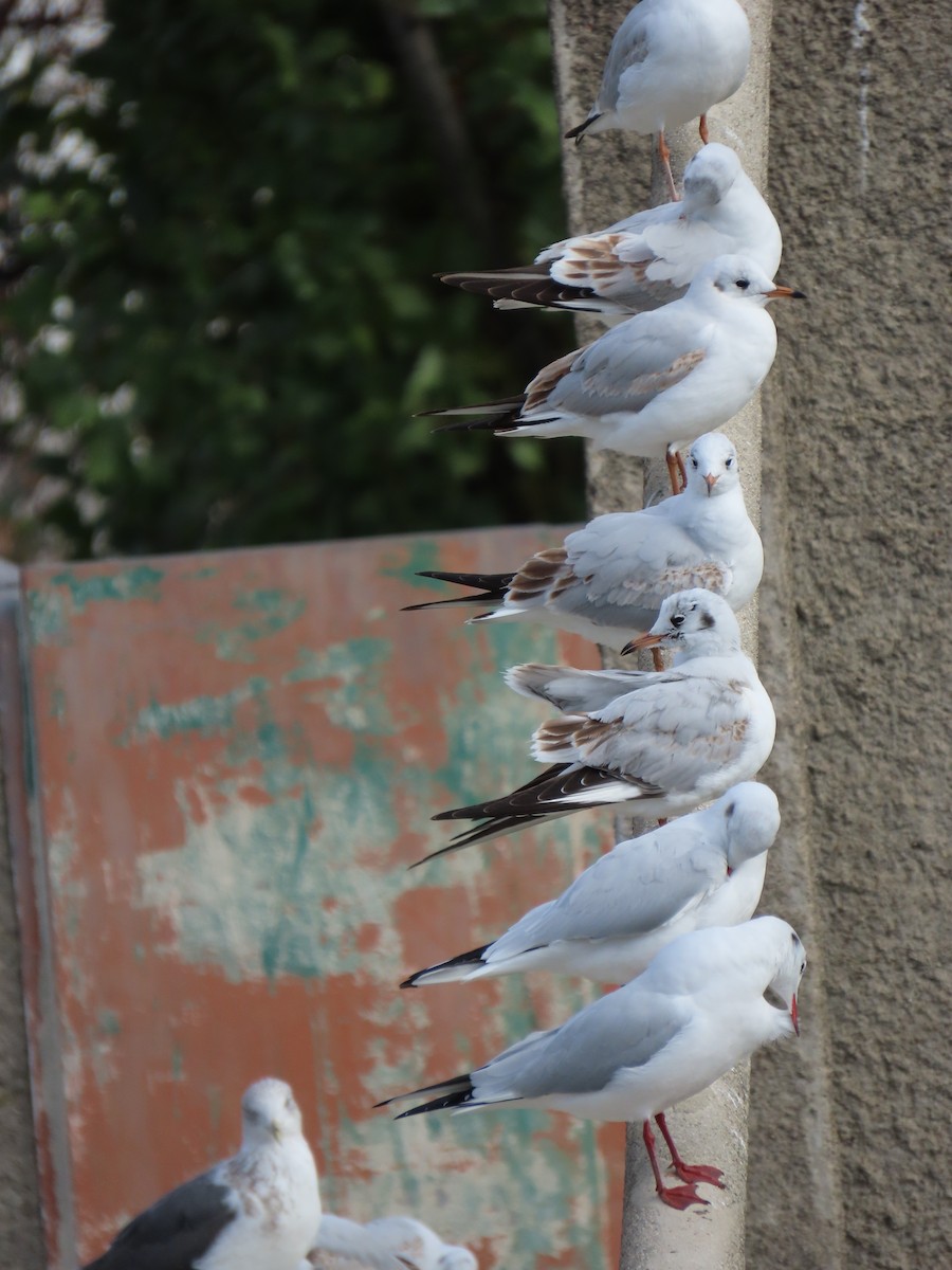Black-headed Gull - ML647608448