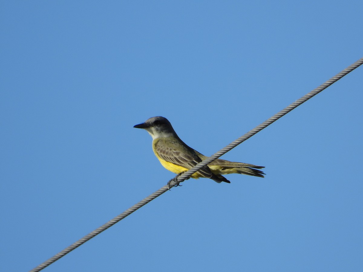 Tropical Kingbird - ML647608449