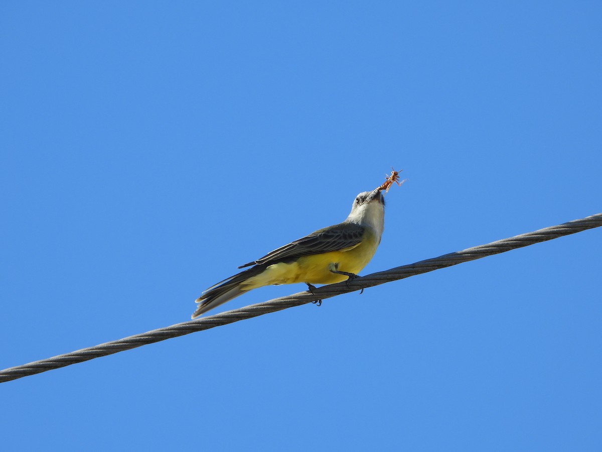 Tropical Kingbird - ML647608450