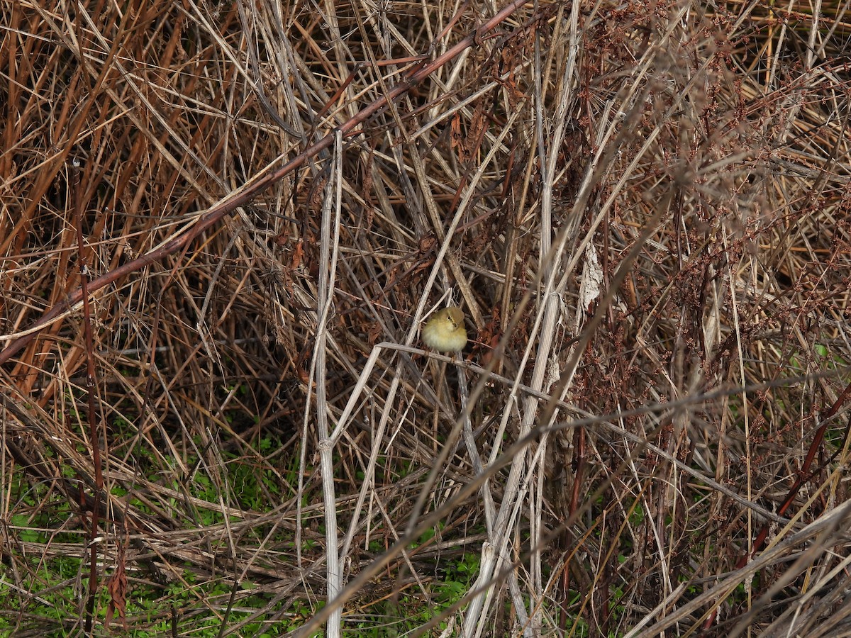 Common Chiffchaff - ML647608451