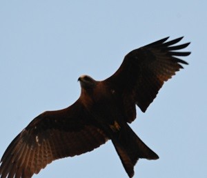 Black Kite - ML647608452