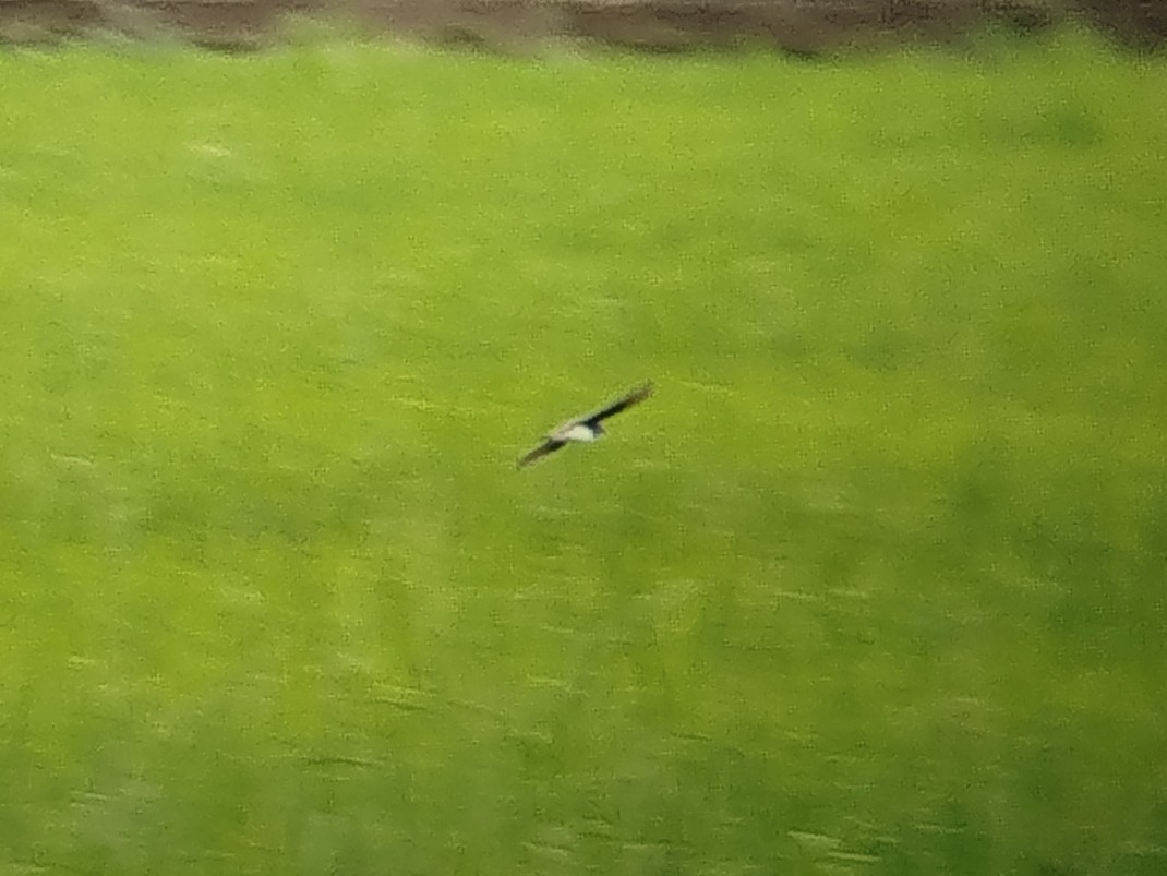 Bank Swallow - ML647608454