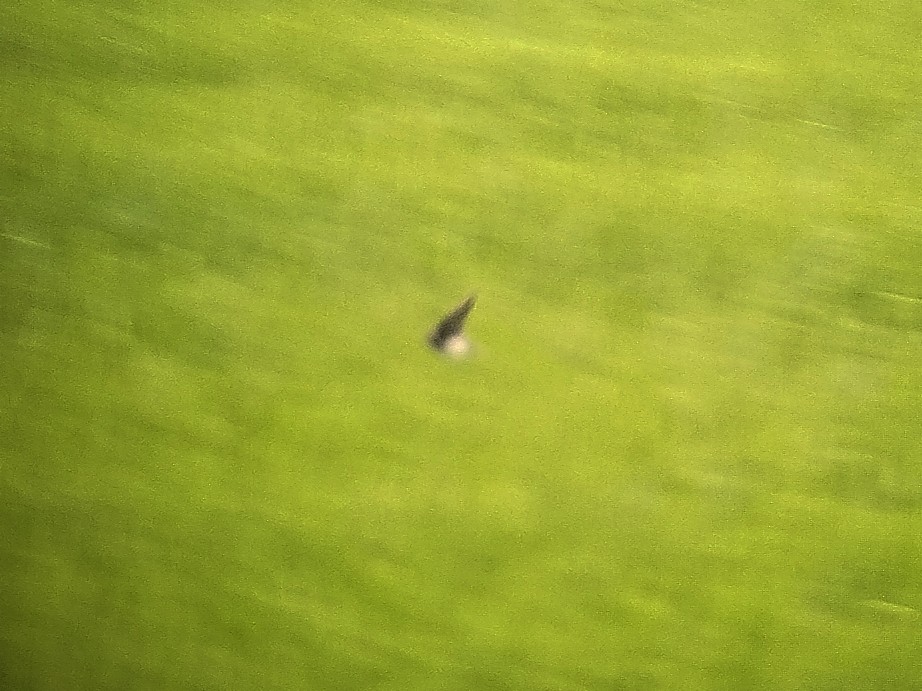 Bank Swallow - ML647608455