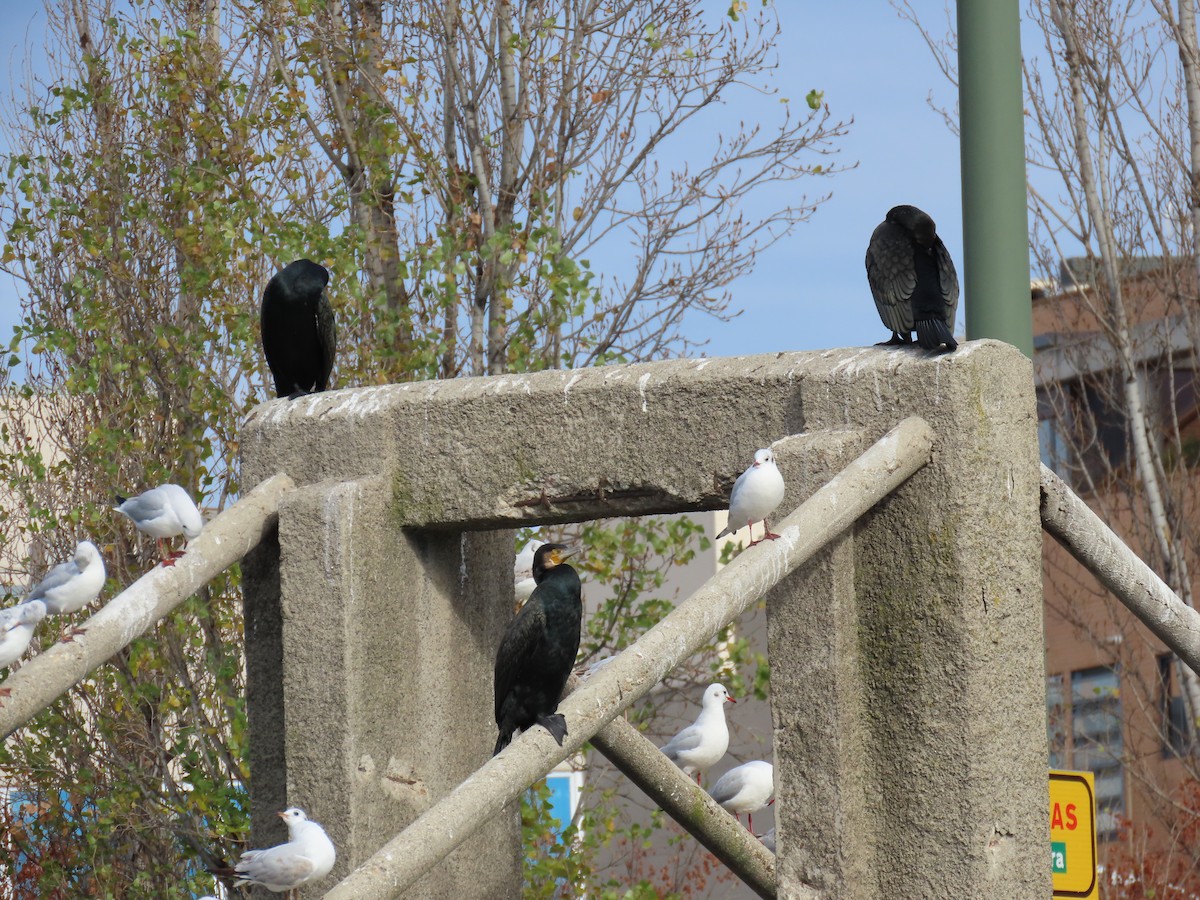 Great Cormorant - ML647608456