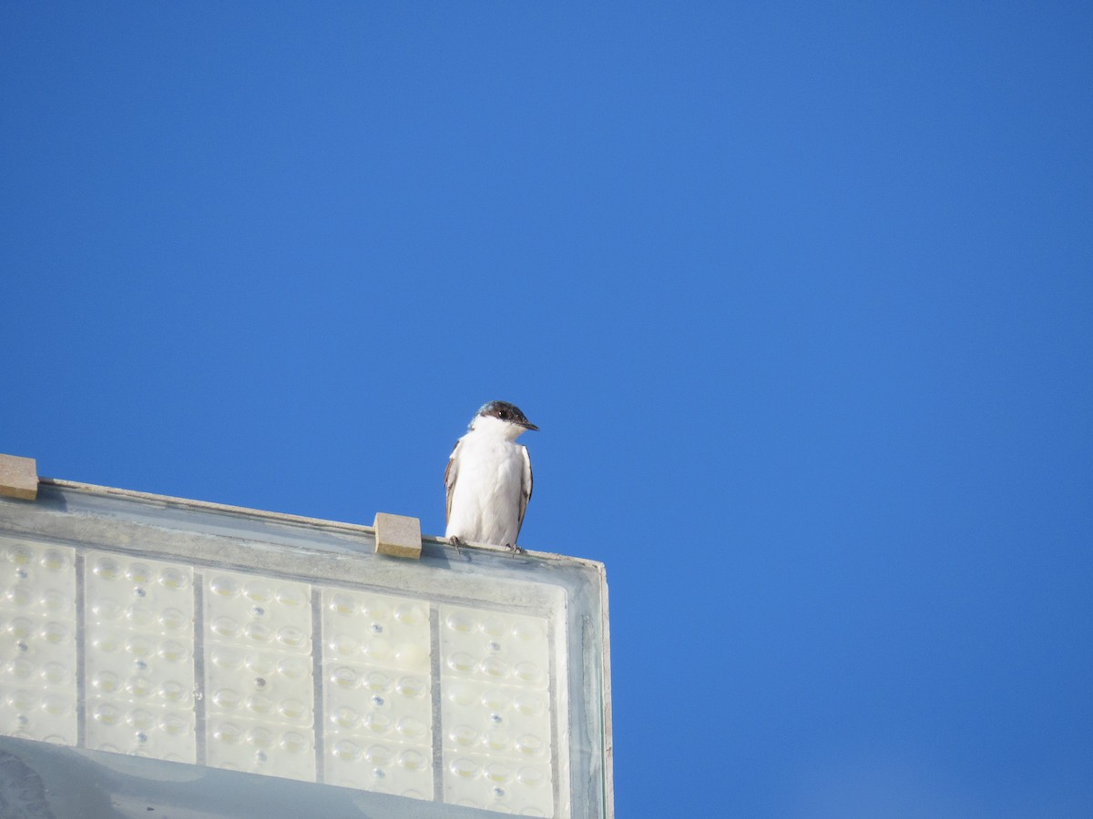 White-winged Swallow - ML647608457
