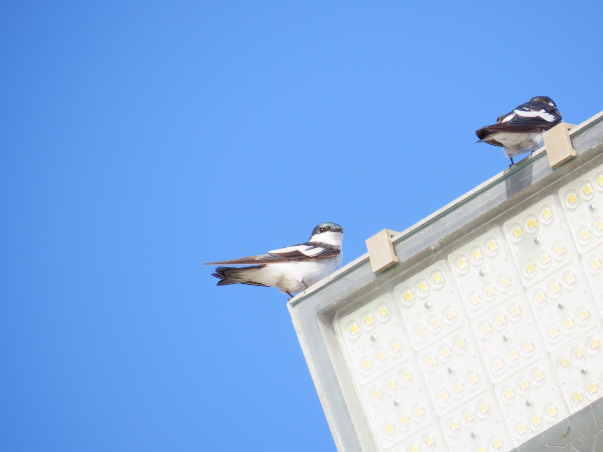 White-winged Swallow - ML647608458