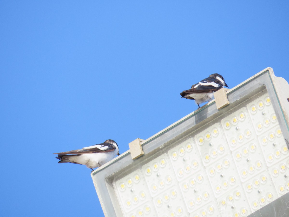 White-winged Swallow - ML647608459