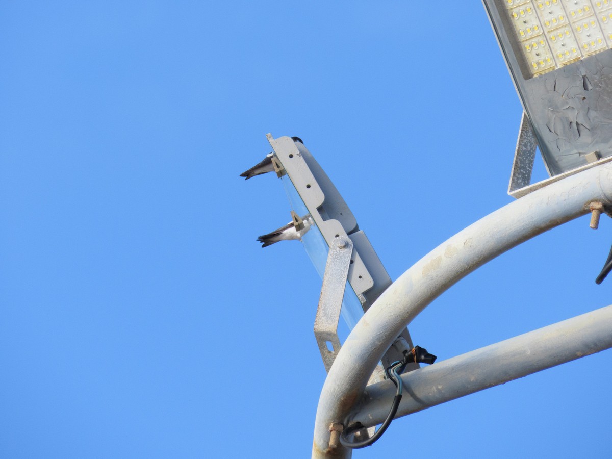 White-winged Swallow - ML647608460