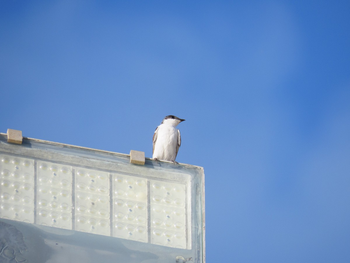 White-winged Swallow - ML647608461