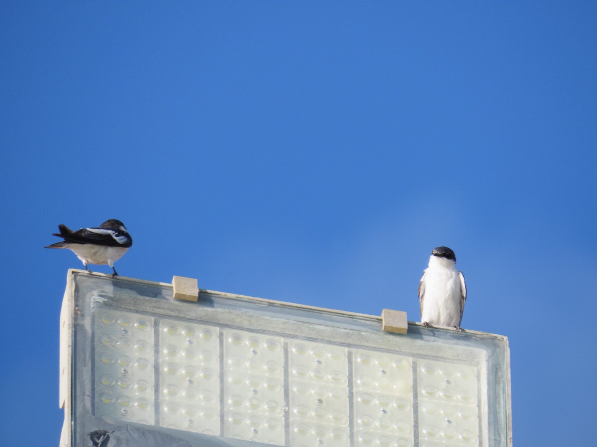 White-winged Swallow - ML647608462