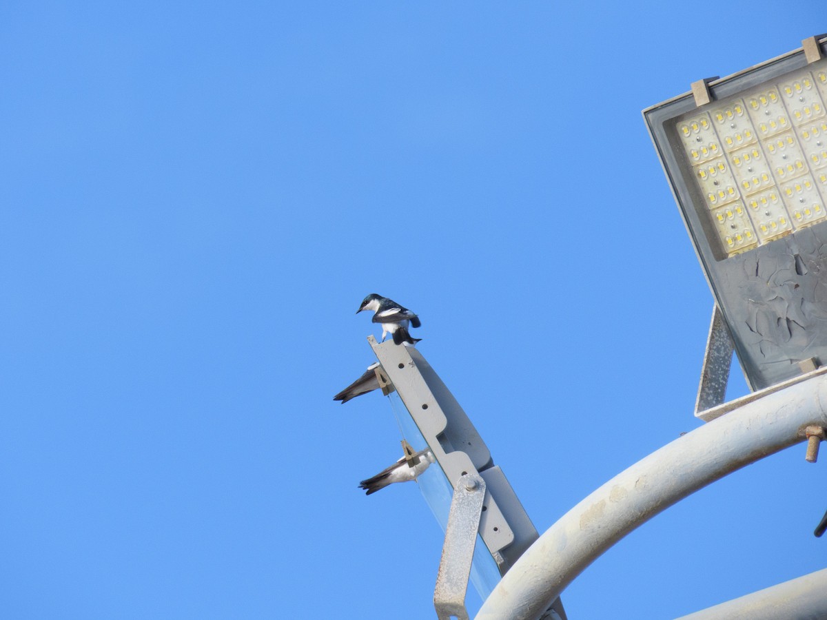 White-winged Swallow - ML647608463