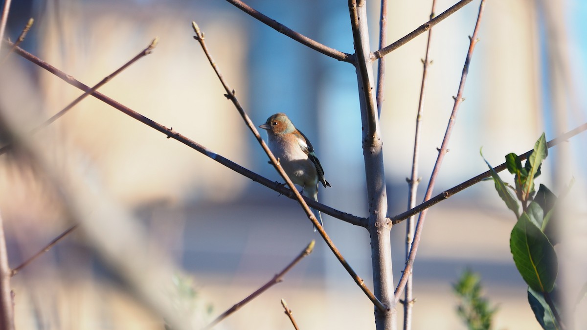 Common Chaffinch - ML647608464