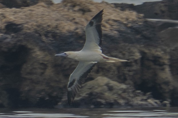 Red-footed Booby - ML647608465