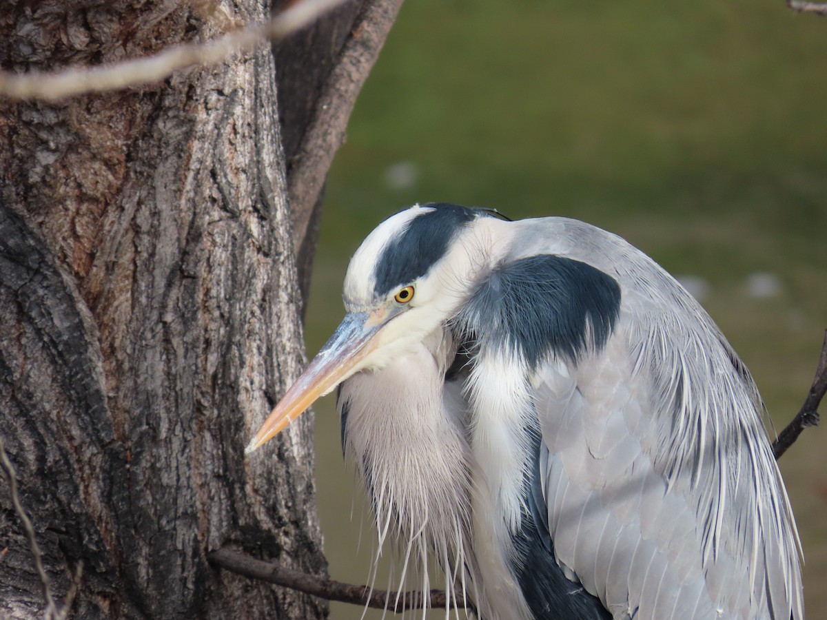 Gray Heron - ML647608466