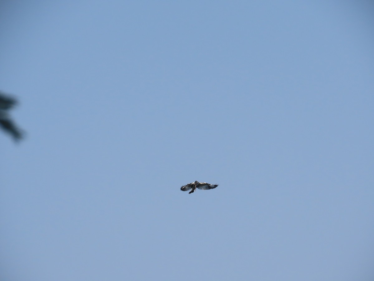 Pied Kingfisher - ML647608467