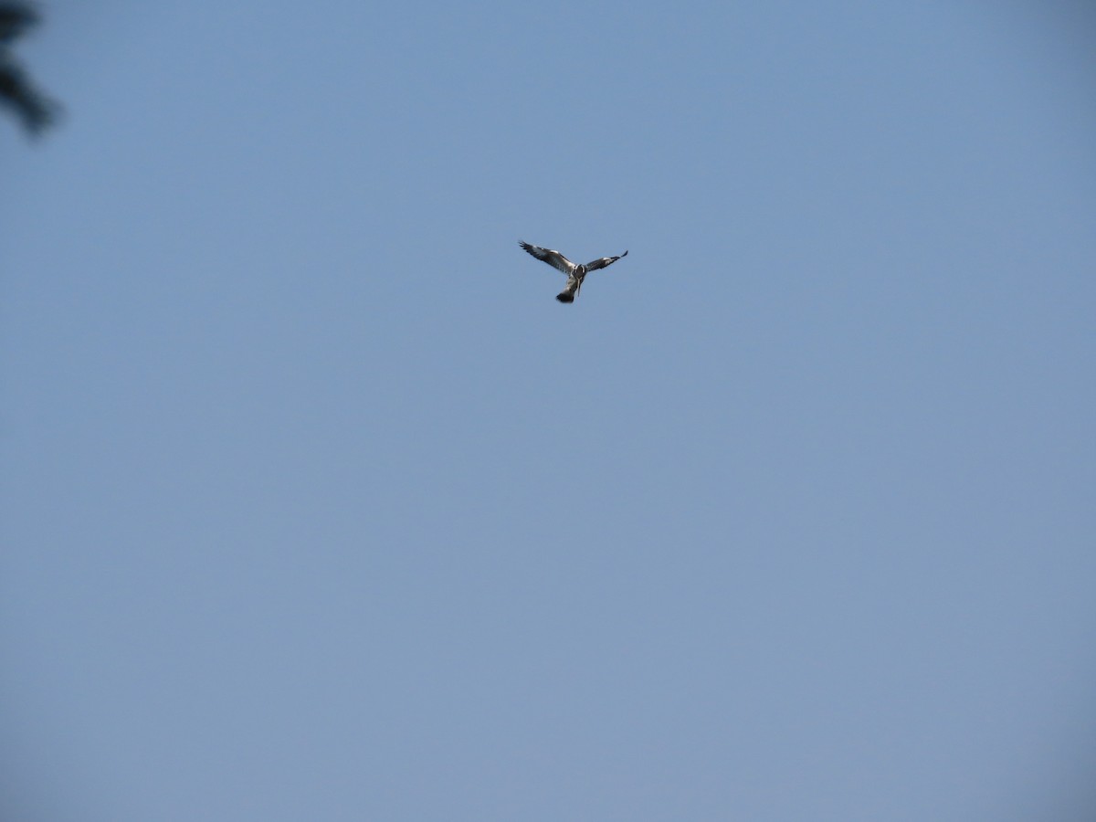 Pied Kingfisher - ML647608468