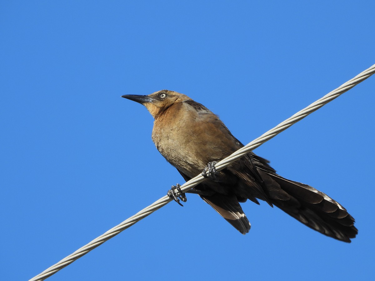 Great-tailed Grackle - ML647608470